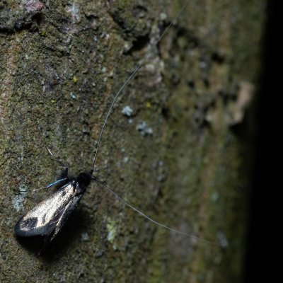 Adela reaumurella (adéla zelená), Žebětín