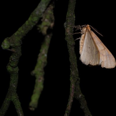 Agriopis aurantiaria (tmavoskvrnáč zlatavý), PR Bosonožský hájek