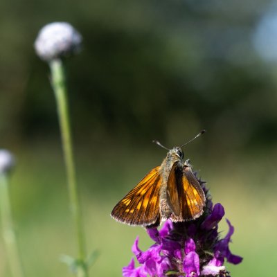 Ochlodes sylvanus (soumračník rezavý), Hády