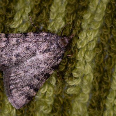 Aglossa pinguinalis (zavíječ tukomilný), Žebětín