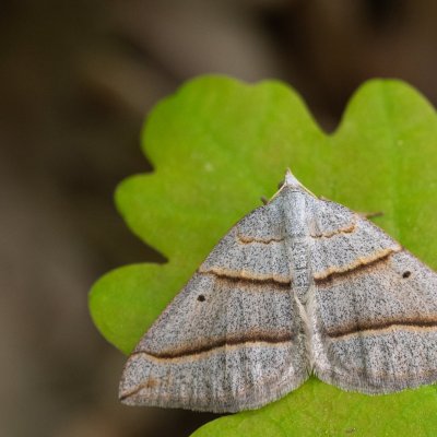 Scotopteryx mucronata/luridata (vlnočárník podobný/vřesový), PP Baba