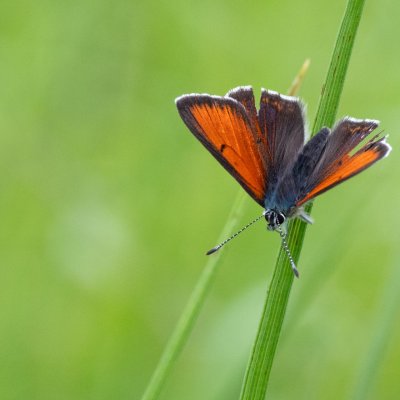 Lycaena hippothoe (ohniváček modrolemý), SK, Štôla