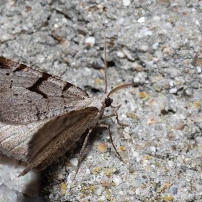 Macaria wauaria (kropenatec rybízový), SK, Štôla