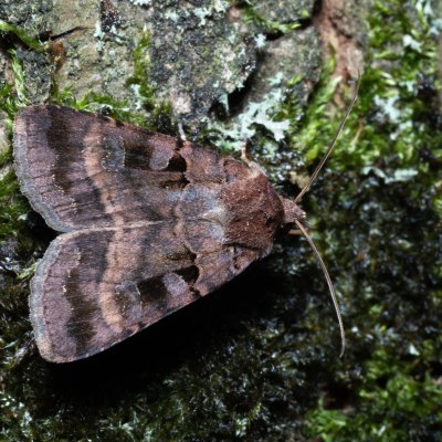 Xestia rhomboidea (osenice hluchavková), Žebětín