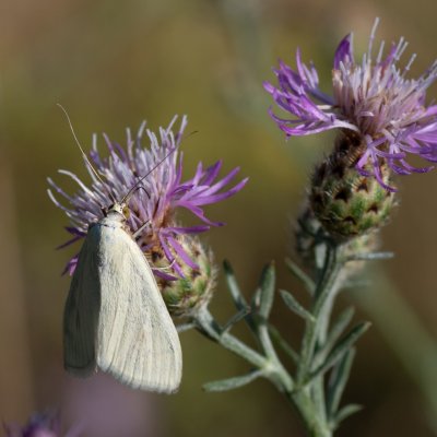 Sitochroa palealis (zavíječ zelenavý), PR Kamenný vrch