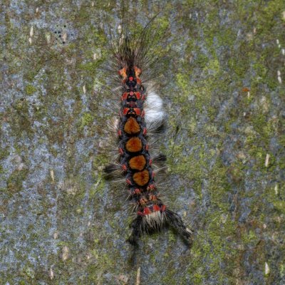 Orgyia antiqua (štětconoš trnkový), Podkomorské lesy, Kopeček