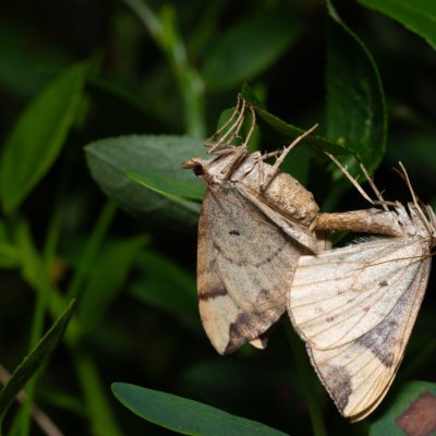 Eulithis populata (píďalka osiková), NPR Radostínské rašeliniště
