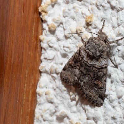 Cleoceris scoriacea (jasnobarvec bělozářkový), HR, Jablanac