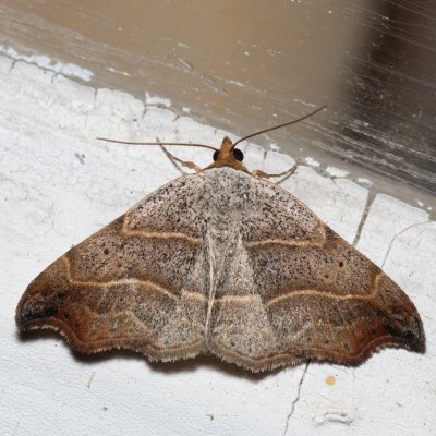 Laspeyria flexula (lišejnice šedá), SK, Štôla