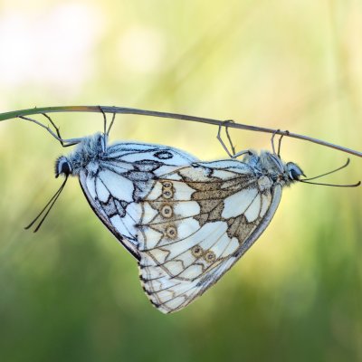 Melanargia galathea (okáč bojínkový), PP Skalky u Sedlece