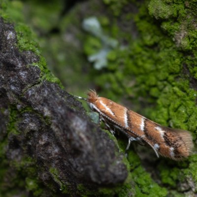 Cameraria ohridella (klíněnka jírovcová), Slavkov u Brna