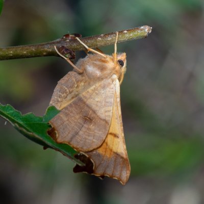 Ennomos fuscantaria (zejkovec jasanový), Hornek