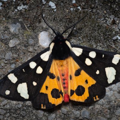 Arctia villica (přástevník špenátový), HR, Jablanac