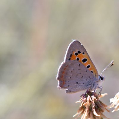 Lycaena phlaeas (ohniváček černokřídlý), Hnanice