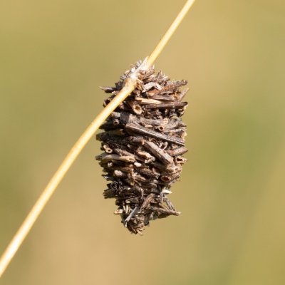 Megalophanes viciella (vakonoš všežravý), PR Kamenný vrch