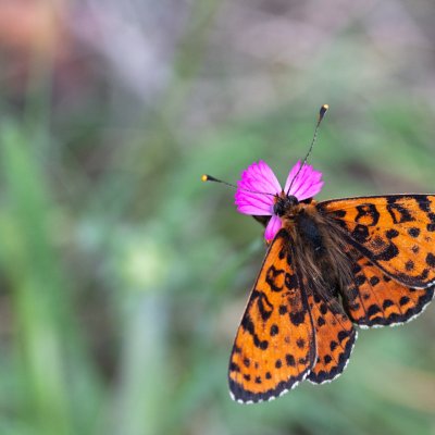 Melitaea didyma (hnědásek květelový), PR Svatý kopeček