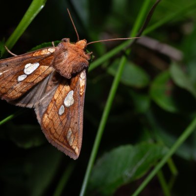Plusia putnami (kovolesklec západní), NPR Radostínské rašeliniště