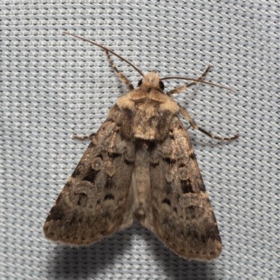 Chersotis multangula (osenice mnohoskvrnná), PR Turold