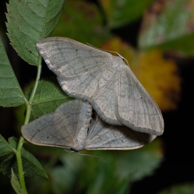 Idaea deversaria (žlutokřídlec lesní), Zbýšovská halda