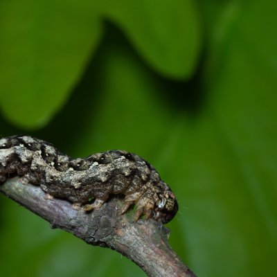 Griposia aprilina (pestroskvrnka zelenavá), PR Bosonožský hájek