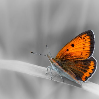 Lycaena dispar (ohniváček černočárný), Podkomorské lesy