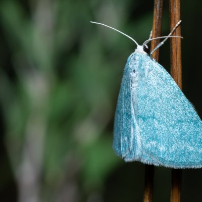 Pseudoterpna pruinata (zelenopláštník janovcový), Kývalka