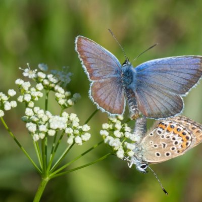 Plebejus argus (modrásek černolemý), PR Kamenný vrch