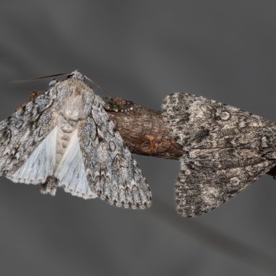Acronicta aceris (šípověnka maďalová), Acronicta megacephala (šípověnka velkohlavá), NPP Červený kopec