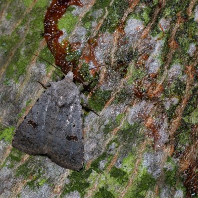 Caradrina kadenii (blýskavka hnědoskvrnná), PR Kamenný vrch