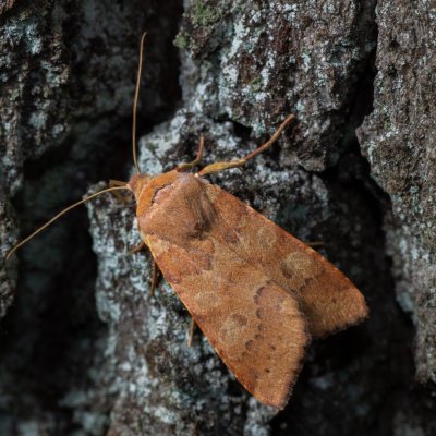 Agrochola helvola (polnice hnědá), Žebětín