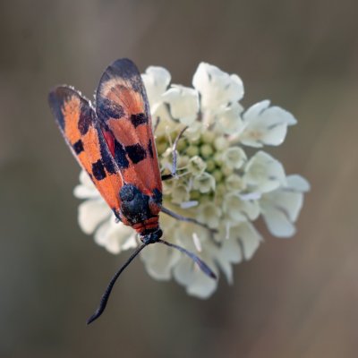 Zygaena laeta (vřetenuška pozdní), PR Kamenný vrch