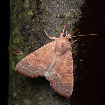 Xanthia ocellaris (zlatokřídlec topolový), Hády - odkaliště