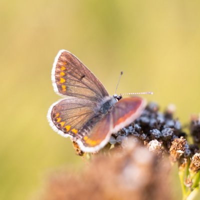 Aricia agestis (modrásek tmavohnědý), Žebětín