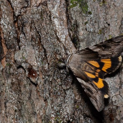 Catocala fulminea (stužkonoska švestková), HR, Krasno