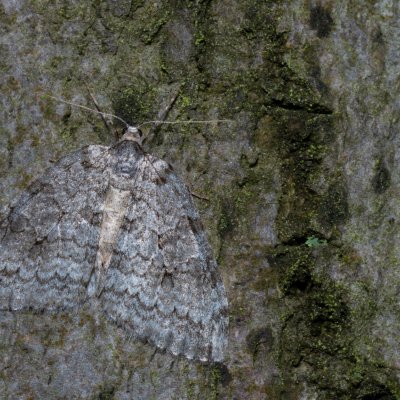 Epirrita sp., Žebětín