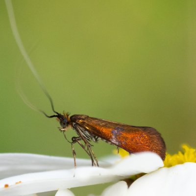 Adela violella (adéla třezalková), Omice