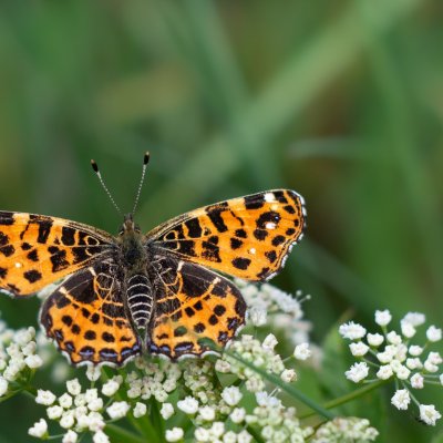 Araschnia levana (babočka síťkovaná), Nový Jimramov