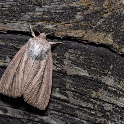 Mythimna pudorina (plavokřídlec ostřicový), SK, Štôla