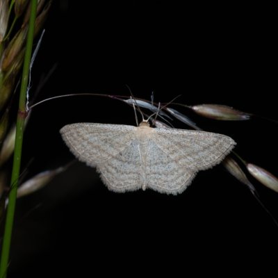 Scopula virgulata (vlnopásník pruhovaný), PR Kamenný vrch