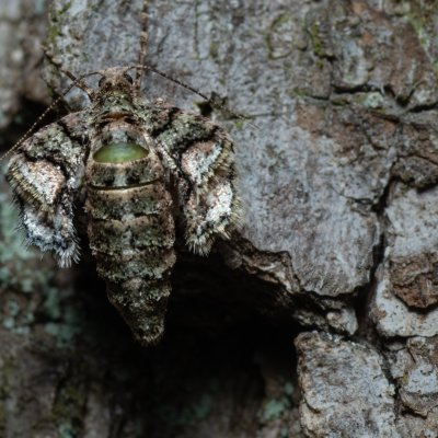 Agriopis marginaria (tmavoskvrnáč habrový), Kamenný vrch