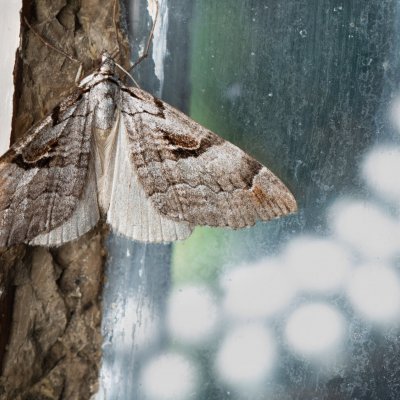 Aplocera praeformata (píďalka třezalková), SK, Štôla