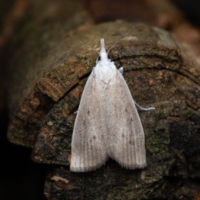 Calamotropha paludella (travařík bělavý), NPR Radostínské rašeliniště