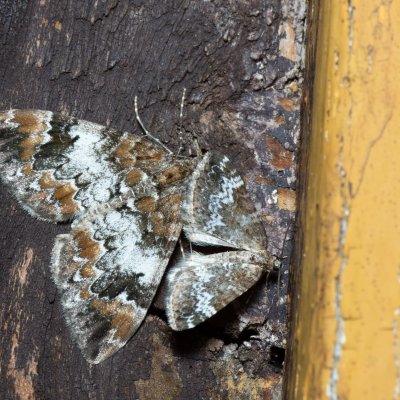 Dysstroma truncata (píďalka borůvková), Perizoma alchemillata (píďalka konopicová), SK, Štôla