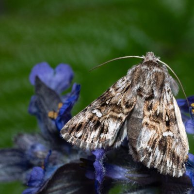 Calophasia lunula (jasnobarvec květelový), Kývalka