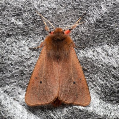 Phragmatobia fuliginosa (přástevník šťovíkový), Augšperský potok