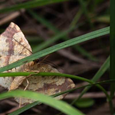 Therapis flavicaria (zejkovec žlutý), NPP Pouzdřanská step - Kolby