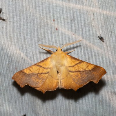 Ennomos fuscantaria (zejkovec jasanový), Henčov