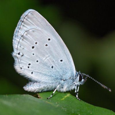 Cupido decoloratus (modrásek tolicový), PR Kamenný vrch