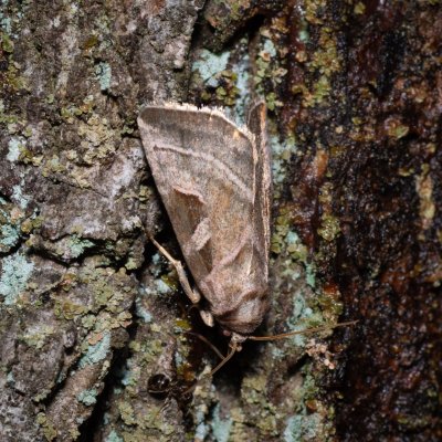 Eucarta virgo (blýskavka panenská), Kývalka