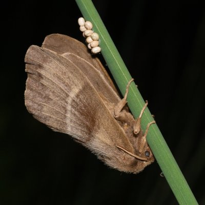 Macrothylacia rubi (bourovec ostružiníkový), PR Kamenný vrch